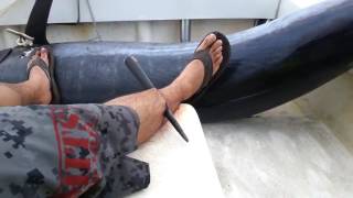 Attaque! un marlin lui transperce la jambe..