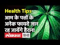 Mango leaf Health Benefits: किडनी - लीवर रोगों से राहत पाने के लिए ऐसे करें आम के पत्तों का इस्तेमाल