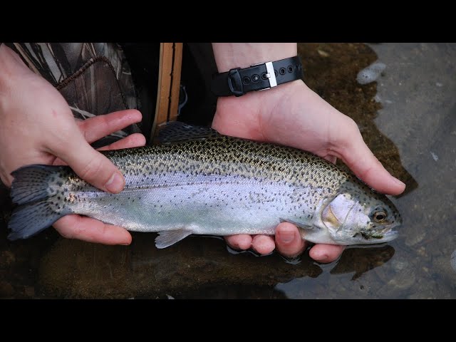 Watch Ask an Angler: Virtual Fishing Course (Trout Fishing Tips) on YouTube.