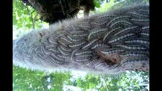 8 Mẹo trị ngứa sâu róm hiệu quả