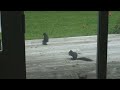 Brave Squirrels With A Cat