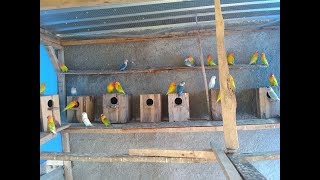 Ternak Lovebird Sistem Koloni Mantap