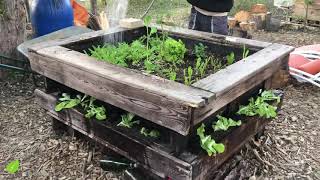 Carré Potager