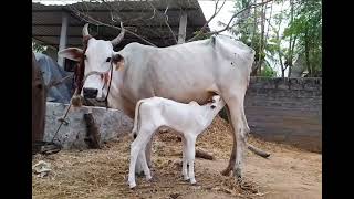 Desi Cow Cute Calf Milk Feeding