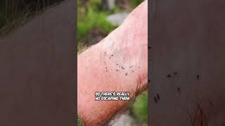 Scotlands Most Fearsome Creature An Introduction To Midges