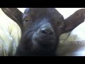 Baby Goat in my bed pt 3