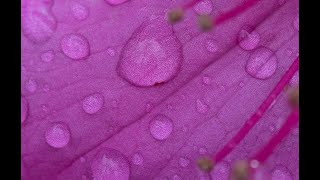 Sharp Close up Photos Cheap