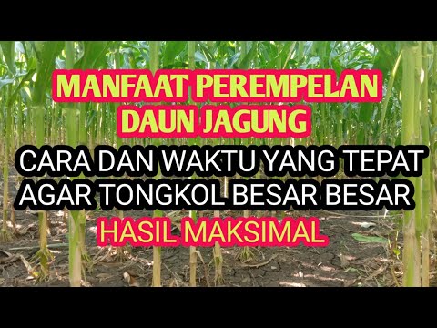 MANFAAT PEREMPELAN DAUN  BAWAH TANAMAN JAGUNG waktu dan cara yang tepat agar tongkol besar maksimal