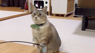 【悲しい】遊び方失敗してテンション下がる猫