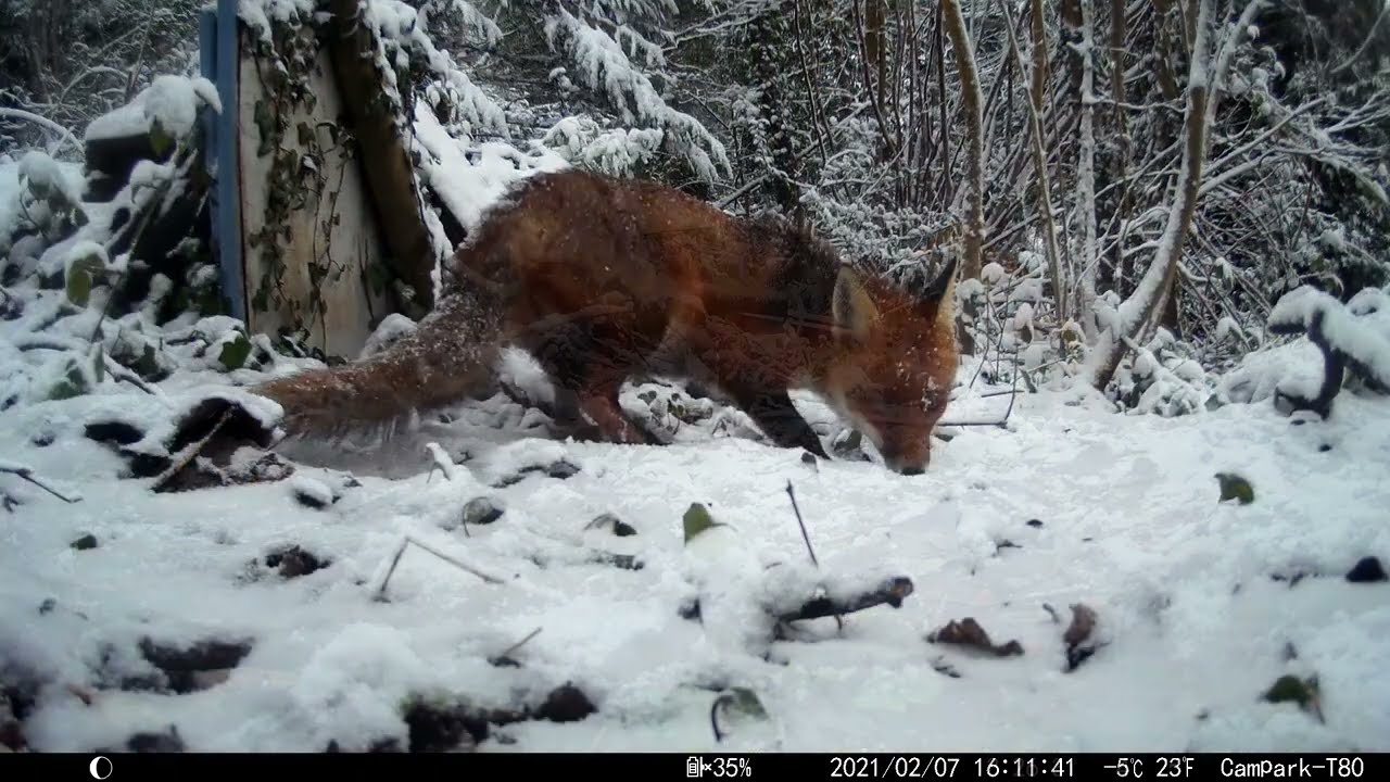 Garden wildlife