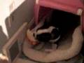 betsy is soo funny my puppy