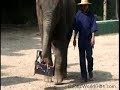 Jumbo da Vinci - Elefant als Künstler