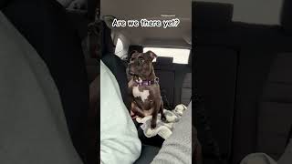 Luna Going On A Car Ride