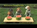 Dog Watermelon Eating Contest - VERY JUICY!!!!