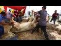 Видео Shaktiman Official Trailer a film by Vinod Kapri.. трейлеры смотреть онлайн хороший качества. Видео Shaktiman Official Trailer a film by Vinod Kapri.. трейлеры смотреть онлайн хороший качества.