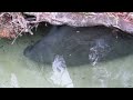 Manatee in action under Observation Platform in Blue Spring State Park in Florida