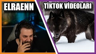 Elraenn - Tiktok Bad Wolfdog Compilation İzliyor