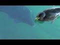 Elvis lebt! Elvis is alive! Elvis è vivo! - vermisster Riesenkarpfen im Zeller See taucht wieder auf