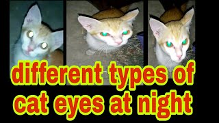 Pet cat, home pet cat,Baby Plays puppy's, Funny Cats, Kids cat Songs, baby pets and cat pet care,