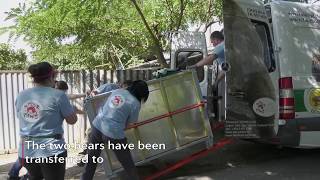 Croatia’s #SaddestBears : Suzana and Bruno are safe! | FOUR PAWS | www.four-paws.org