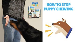 How To Stop Puppy Chewing