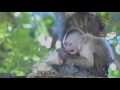 Cute funny animals just never fail to amuse us - Funny animal compilation