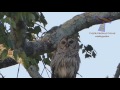 Cute funny animals just never fail to amuse us - Funny animal compilation