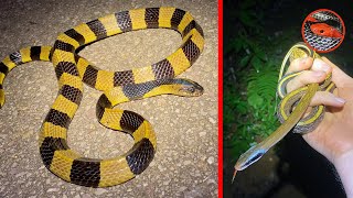 So Many Snakes In One Night - Thailand Herping Vlog 31