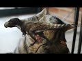 How We Domesticated Cats (Twice)