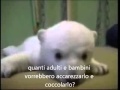 Knut e l'ipocrisia umana