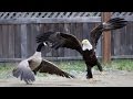 Caught on camera: bald eagle, Canada goose battle it out