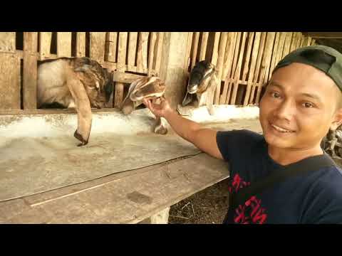 kapasitas 18 ekor kandang sebitan kayu jati super kuat dan kokoh