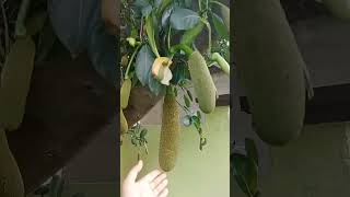 Artocarpus Heterophyllus Lam., Which Is Commonly Known As Jackfruit Family Moraceae