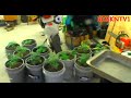 TOMATO plants: BUCKET GARDEN AGAIN 2011