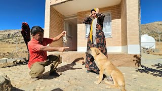 Sayehten Tavuk Katliamı Yavru Köpeğimiz Sayeh 7 Tavuk Yedi, Fatma Ne Yapsın?