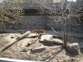 Video Киевский зоопарк - Тигр