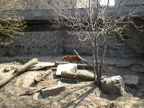 Киевский зоопарк - Тигр
