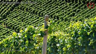 FeG FFB - Predigt - 21.10.2017 - Der Weinstock und die Reben