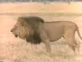 leones vs hienas