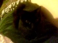 frenchkitty