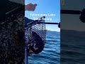 (31) Yellowstone Lake Trout fishing #traveling #camping #nature #rvroadtrip #shorts