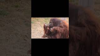 Orangutan Wipes Nose.