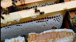 BAL ALMAK İSTEYEN BU SİSTEMİ YAPSIN KOVAN BİRLEŞTİRME #beekeeping #kovan #petek 