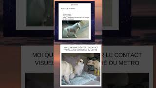 Le Poney