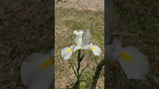 Iris Alaska