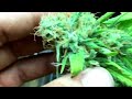 Growing Cannabis;   Pre Harvest  Room -B-  prt 1