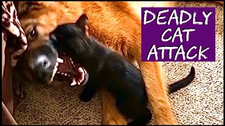 Deadly Cat Attack ๐พ Kitten vs German Shepherd ๐พ Ferocious Feline Slays Canine ๐พ Poor Dog #shorts
