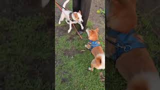 Japanese Shiba Ngu Dog Plays And Meets Wifh Terrier Mixed Dog In Stockholm