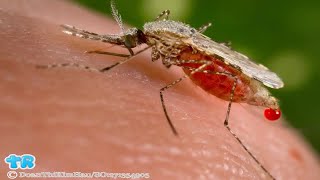 Scientists Are Using Malaria to Detect Cancer | Gift Of Life