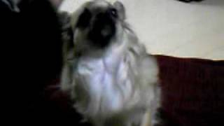 Koco-Chan.3Gp
